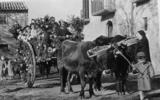 Carro guarnit i tivat per bous (anys 50). Masia del Reig. Autor: desconegut.